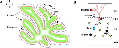 Cerebellar development after preterm birth